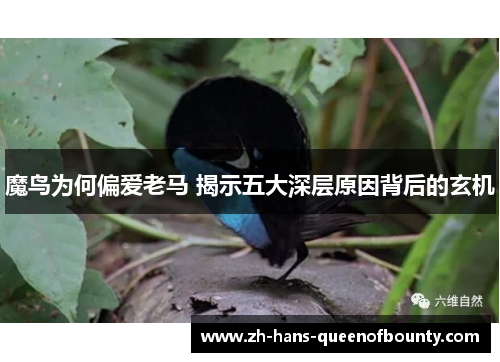 魔鸟为何偏爱老马 揭示五大深层原因背后的玄机